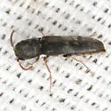 Isorhipis nubila - photo 4