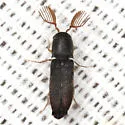 Isorhipis nubila - photo 5