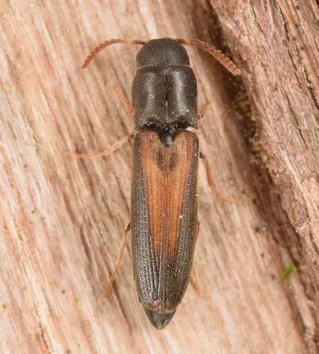 Isorhipis obliqua - photo 2