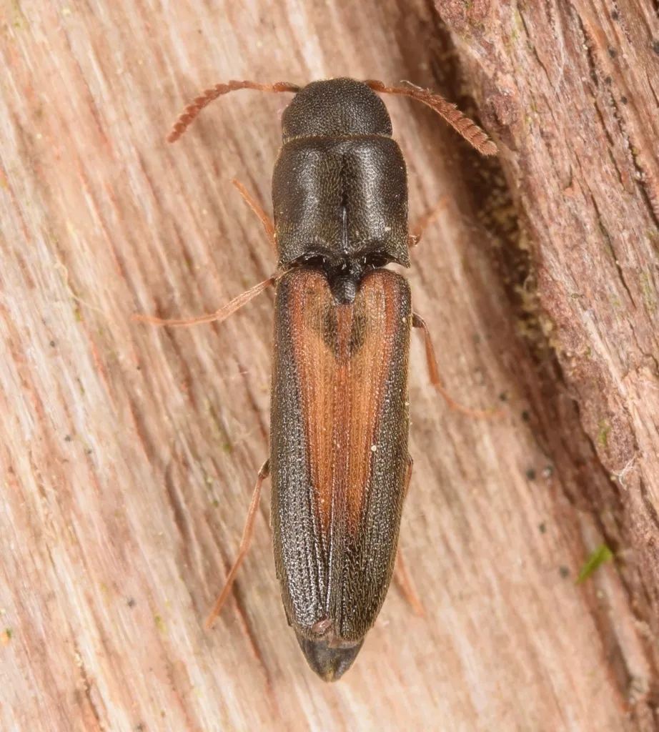 Isorhipis obliqua - photo 3