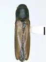 Isorhipis occidentalis