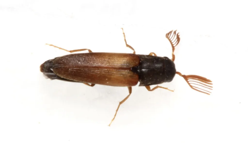 Isorhipis ruficornis - photo 2