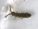 Isotoma arctica - photo 3