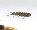 Isotoma riparia