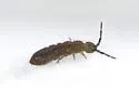 Isotoma riparia - photo 2