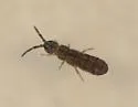 Isotoma riparia - photo 3