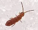 Isotoma subviridis
