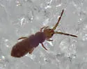 Isotoma subviridis - photo 2