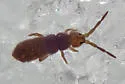 Isotoma subviridis - photo 3