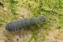 Isotoma viridis