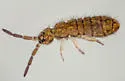 Isotoma viridis - photo 4