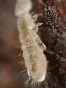 Isotomiella minor