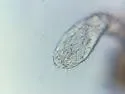 Isotomiella minor - photo 3