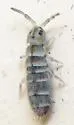 Isotomurus bimus