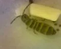 Isotomurus bimus - photo 2