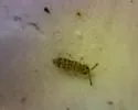 Isotomurus bimus - photo 3