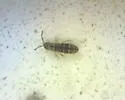 Isotomurus bimus - photo 4