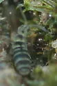Isotomurus bimus - photo 5