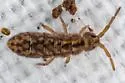 Isotomurus palustris