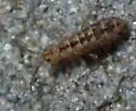 Isotomurus palustris - photo 2