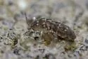 Isotomurus palustris - photo 3