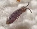 Isotomurus palustris - photo 4