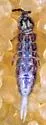 Isotomurus palustris - photo 5