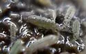 Isotomurus retardatus