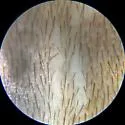 Isotomurus retardatus - photo 2