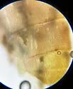 Isotomurus retardatus - photo 3