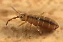 Isotomurus tricolor