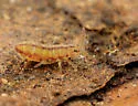 Isotomurus tricolor - photo 3