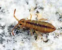 Isotomurus tricolor - photo 4