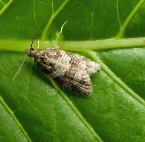 Isotrias rectifasciana - Isotrias rectifasciana
