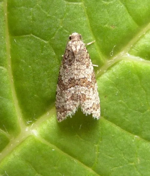 Isotrias rectifasciana - photo 2