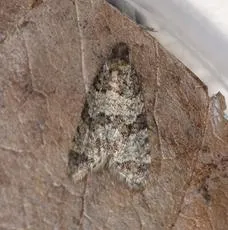Isotrias rectifasciana - photo 3