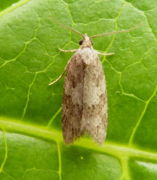 Isotrias rectifasciana - photo 4