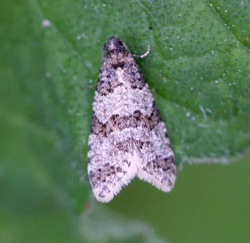 Isotrias rectifasciana - photo 5