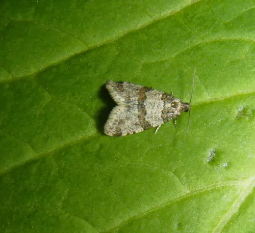 Isotrias rectifasciana - photo 6