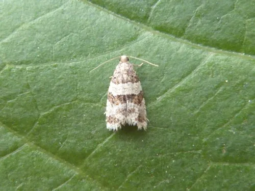 Isotrias rectifasciana - photo 7