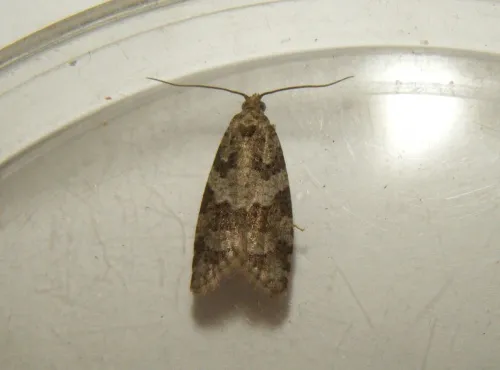 Isotrias rectifasciana - photo 8