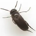 Isotrilophus erraticus - Isotrilophus erraticus