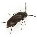 Isotrilophus erraticus - photo 2