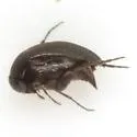 Isotrilophus erraticus - photo 3