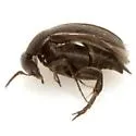 Isotrilophus erraticus - photo 4