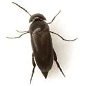 Isotrilophus erraticus - photo 5