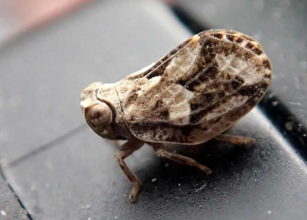 Issid Planthoppers - Issidae