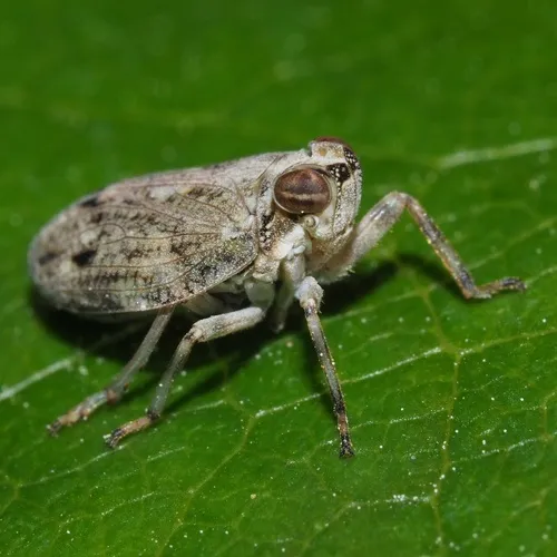 Issus coleoptratus