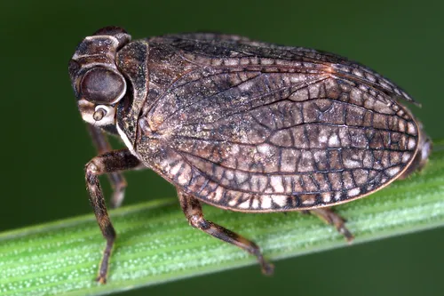 scarce issid bug