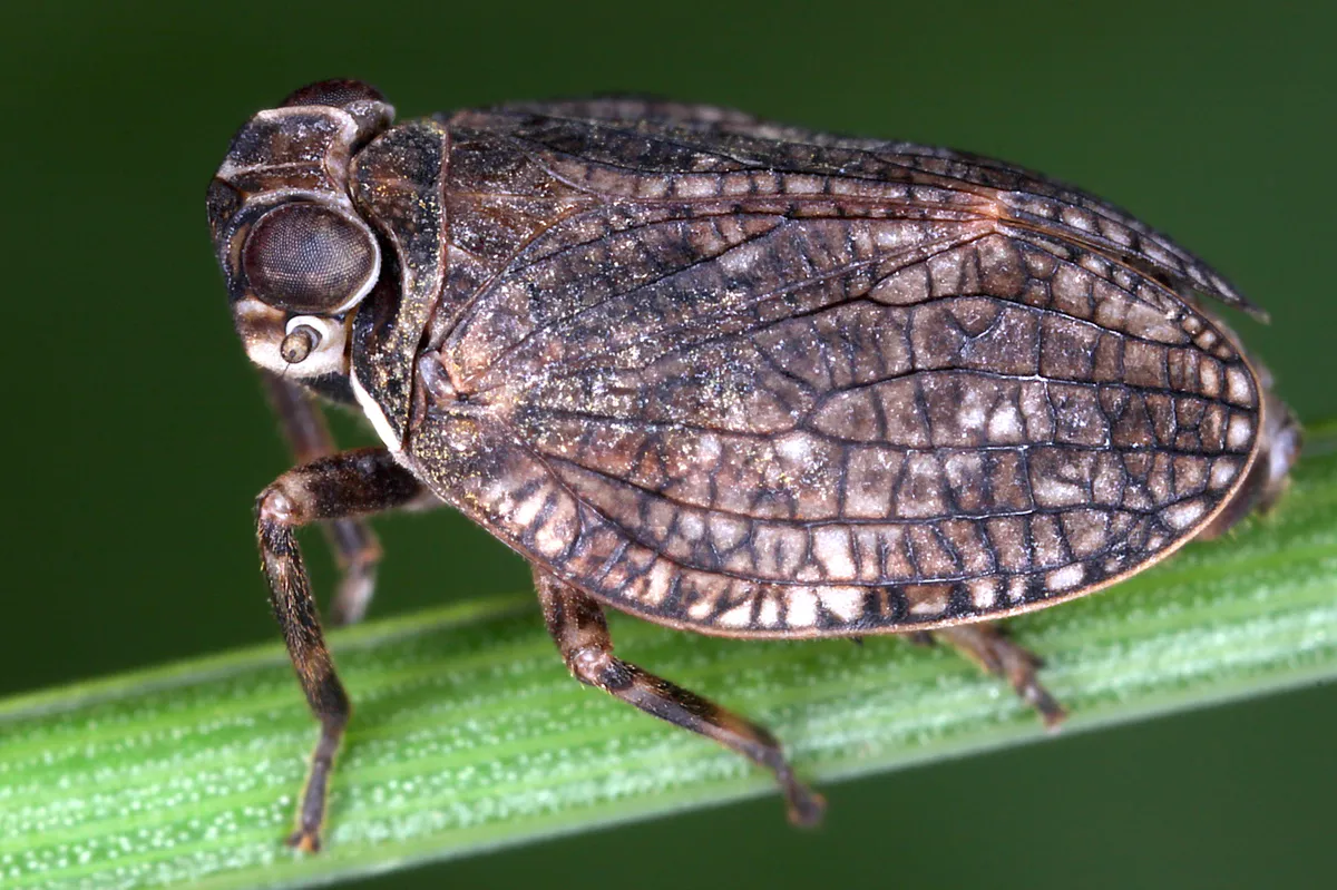 scarce issid bug - photo 3